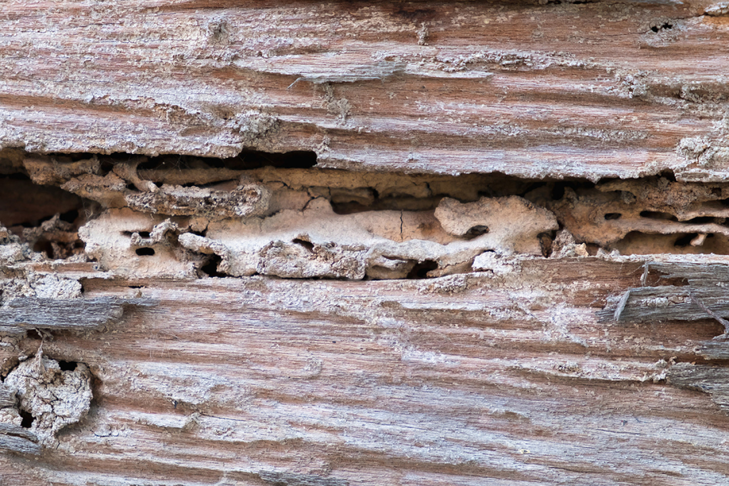 rodent control lufkin tx