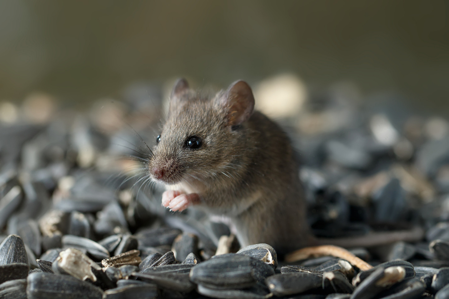 rodent control lufkin tx