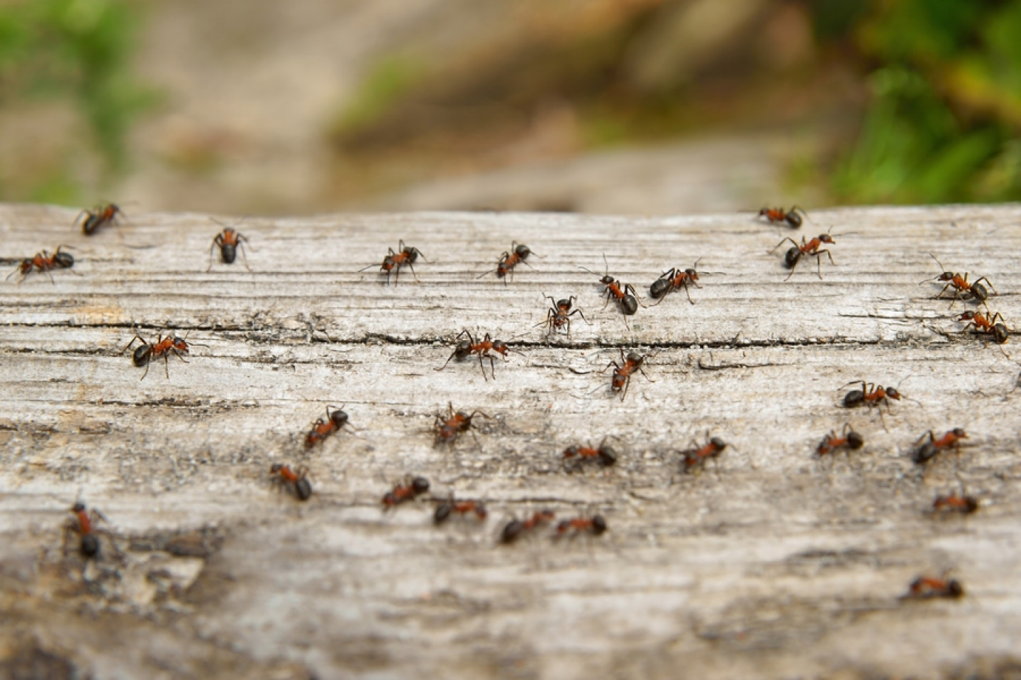 Ants