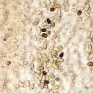 termites-breeding-invasive