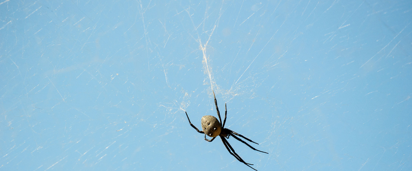 spider removal services