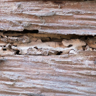 termites-eating-invading
