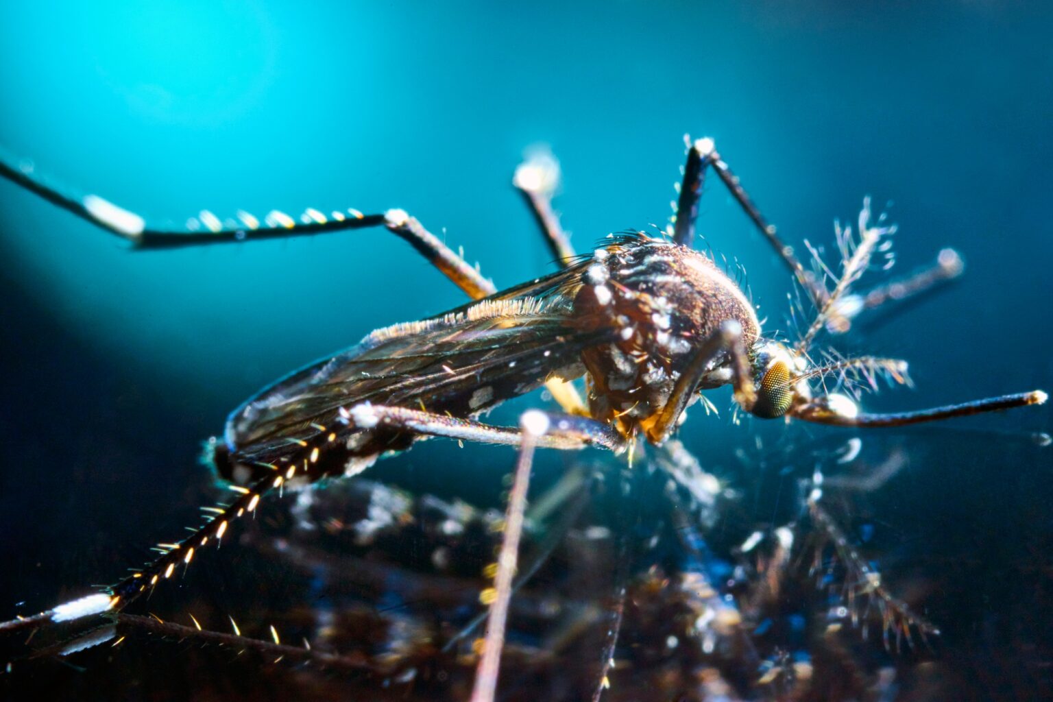Mosquitos