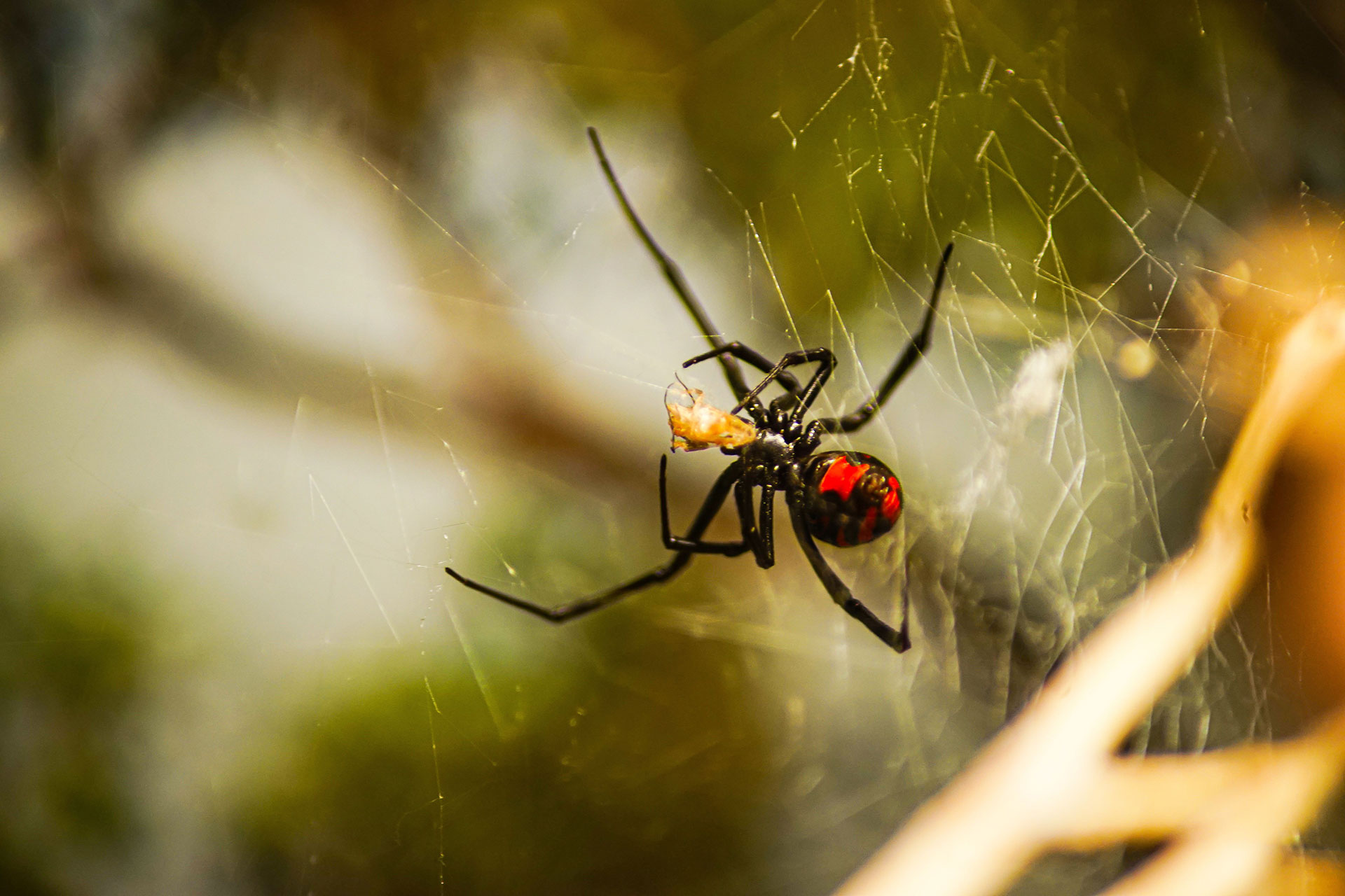 Spiders