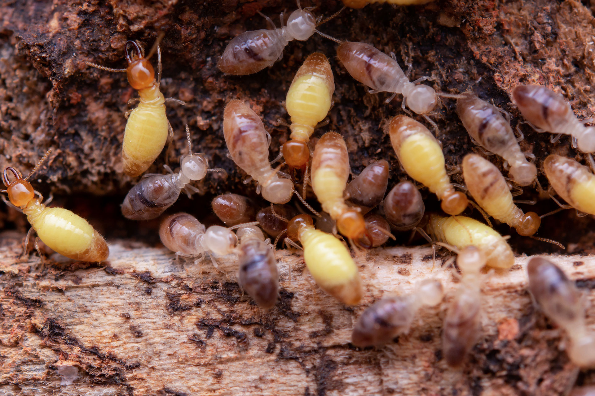 Termites